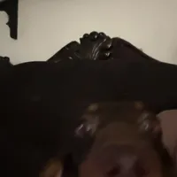 Oppey Full AKC, a male Miniature Dachshund for sale in Selma, CA – Photo 3 of 5