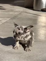 Mimi, a female French Bulldog for sale in Long Beach, CA – Photo 2 of 3