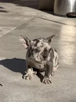Mimi, a female French Bulldog for sale in Long Beach, CA – Photo 1 of 3
