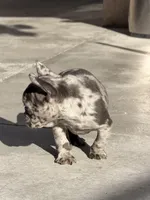 Chunky, a female French Bulldog for sale in Long Beach, CA – Photo 2 of 4