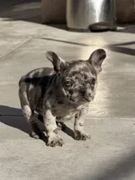 Chunky, a female French Bulldog for sale in Long Beach, CA – Photo 3 of 4