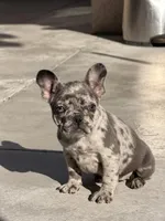 Chunky, a female French Bulldog for sale in Long Beach, CA – Photo 4 of 4