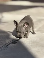 Sky, a female French Bulldog for sale in Long Beach, CA – Photo 4 of 5