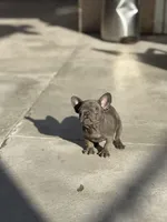Sky, a female French Bulldog for sale in Long Beach, CA – Photo 3 of 5