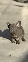 Sky, a female French Bulldog for sale in Long Beach, CA – Photo 1 of 5