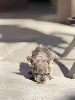 Bunny, a female French Bulldog for sale in Long Beach, CA – Photo 2 of 3