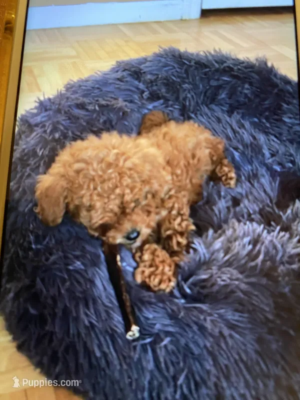 Tcup -AkC registered  – Poodle - Toy  puppy for sale in Rahway, NJ