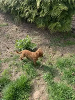 Registered- microchip-fully vaccinated , a male Poodle - Toy  for sale in Rahway, NJ – Photo 2 of 2