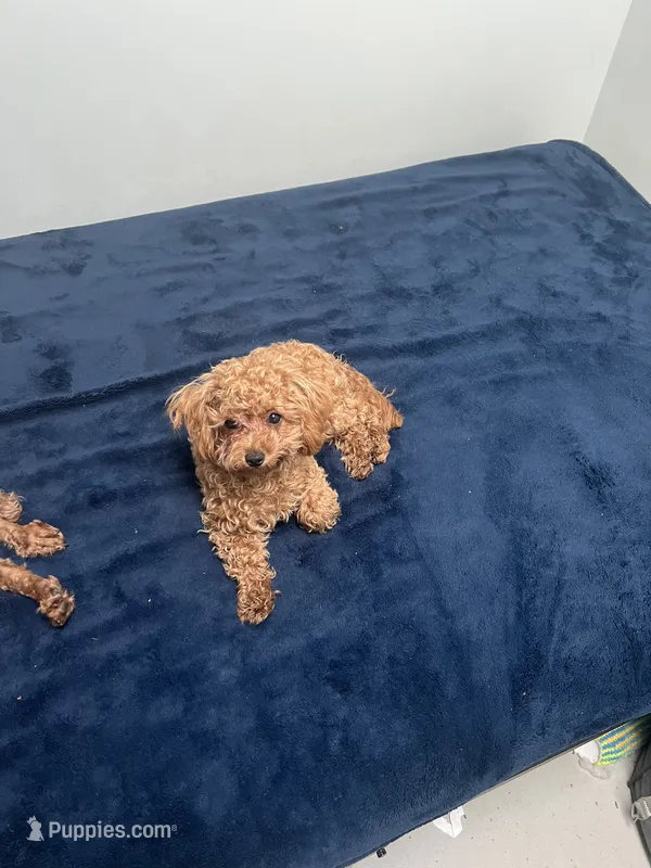 AKC - Tiny Nina – Poodle - Toy  puppy for sale in Rahway, NJ