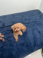 AKC - Tiny Nina, a female Poodle - Toy  for sale in Rahway, NJ – 1 of 1