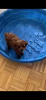 U name it, a male Poodle - Toy  for sale in Rahway, NJ – Photo 2 of 3