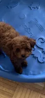 U name it, a male Poodle - Toy  for sale in Rahway, NJ – Photo 1 of 3