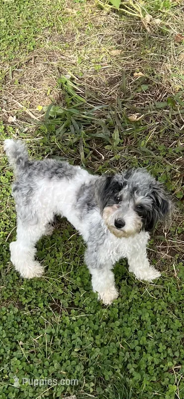 Sophia , a female Poodle - Toy  for sale in Rahway, NJ – Photo 1 of 1