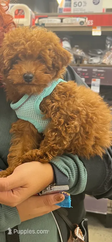 AKC U pick the name – Poodle - Toy  puppy for sale in Edison, NJ