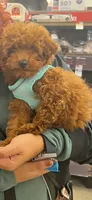 AKC U pick the name, a female Poodle - Toy  for sale in Edison, NJ – 1 of 1