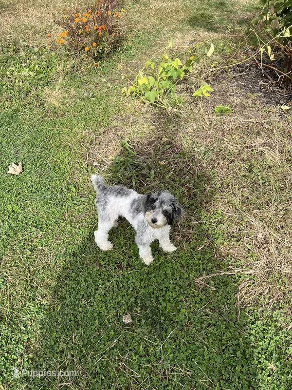 AKC Sophia Spy and fully vaccinated  – Poodle - Toy  puppy for sale in Rahway, NJ