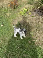 AKC - Spy and fully vaccinated , a female Poodle - Toy  for sale in Rahway, NJ – 1 of 1