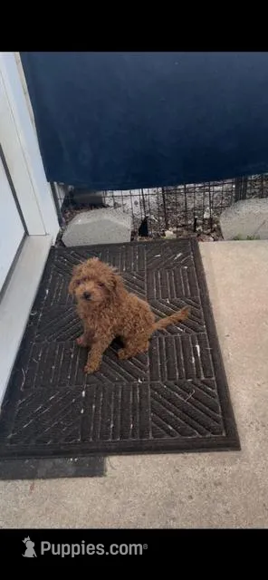 Choose a name  – Poodle - Toy  puppy for sale in Rahway, NJ