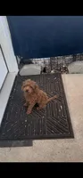 AKC fully vaccinated- dewormed and microchipped , a male Poodle - Toy  for sale in Rahway, NJ – 1 of 1