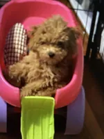 Pick a name, a female Poodle - Toy  for sale in Rahway, NJ – Photo 1 of 3
