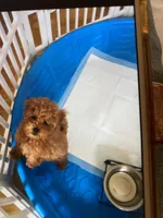 Pick a name, a female Poodle - Toy  for sale in Rahway, NJ – Photo 3 of 3