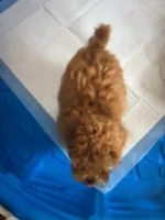 Pick a name, a female Poodle - Toy  for sale in Rahway, NJ – Photo 2 of 3