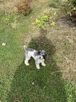 AKC Spy , vaccinated and dewormed , a female Poodle - Toy  for sale in Edison, NJ – 1 of 2