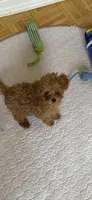 AKC Tiny toy, a female Poodle - Toy  for sale in Rahway, NJ – Photo 2 of 3