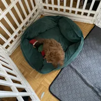 AKC Tiny toy, a female Poodle - Toy  for sale in Rahway, NJ – Photo 3 of 3