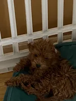 Tiny toy, a female Poodle - Toy  for sale in Rahway, NJ – Photo 2 of 3