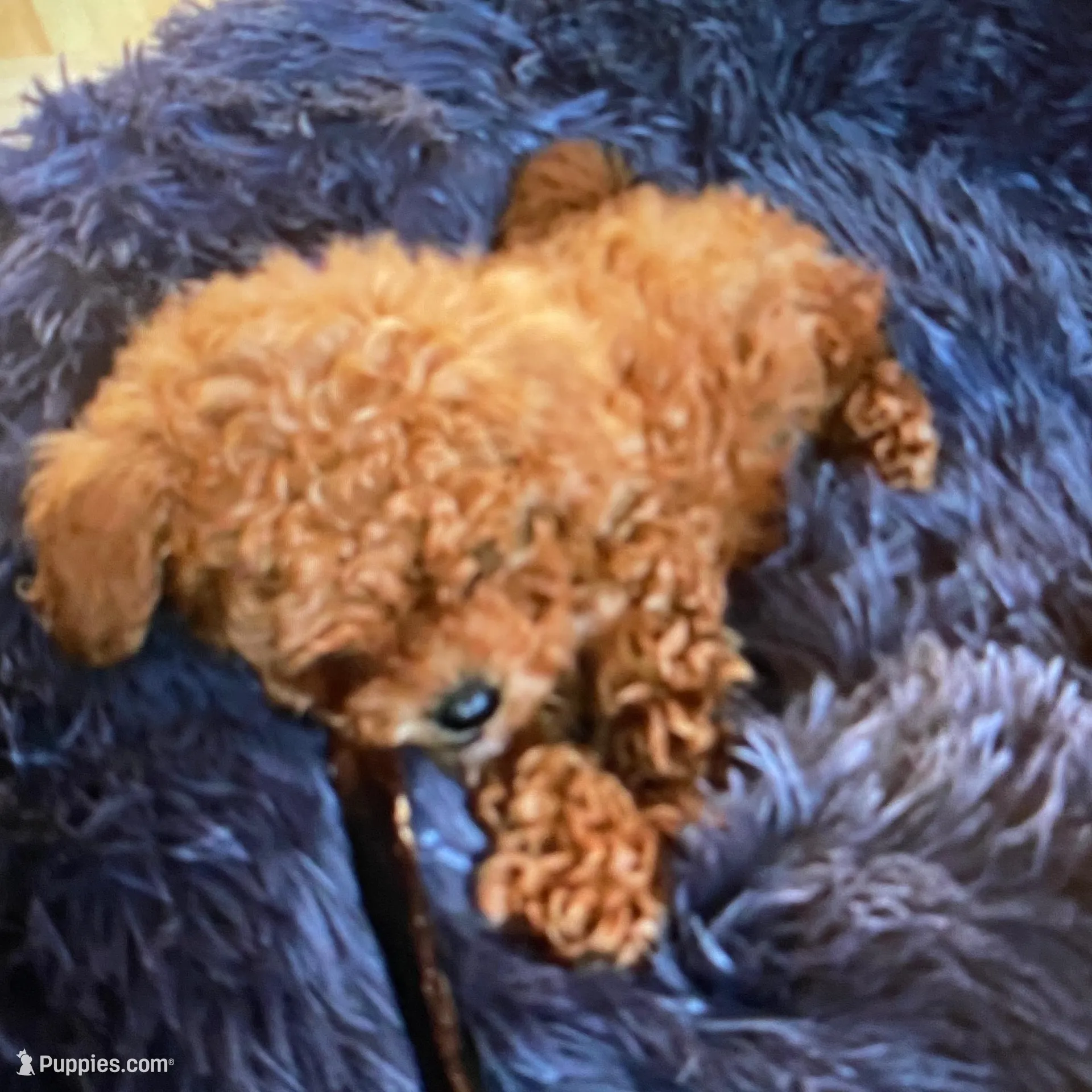 AKC Tiny toy – Poodle - Toy  puppy for sale in Rahway, NJ