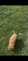 AKC- Princess -microchip-fully vaccinated, dewormed , a female Poodle - Toy  for sale in Rahway, NJ – 1 of 2