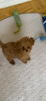 AKC- Princess -microchip-fully vaccinated, dewormed , a female Poodle - Toy  for sale in Rahway, NJ – 2 of 2