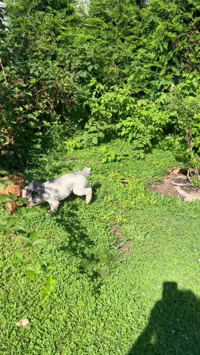 AKC Spy , fully vaccinated and dewormed , a female Poodle - Toy  for sale in Edison, NJ – 2 of 2