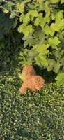 AKC registered fully vaccinated, microchipped , a female Poodle - Toy  for sale in Edison, NJ – 3 of 4