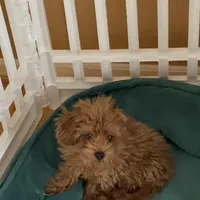 ALC Two pounds@ 3Mo, a male Poodle - Toy  for sale in Rahway, NJ – Photo 1 of 2