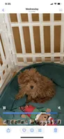 Two pounds@ 3Mo, a male Poodle - Toy  for sale in Rahway, NJ – Photo 1 of 2