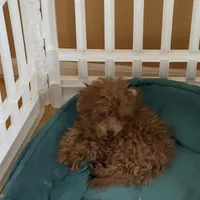 ALC Two pounds@ 3Mo, a male Poodle - Toy  for sale in Rahway, NJ – Photo 2 of 2