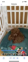 Two pounds@ 3Mo, a male Poodle - Toy  for sale in Rahway, NJ – Photo 2 of 2