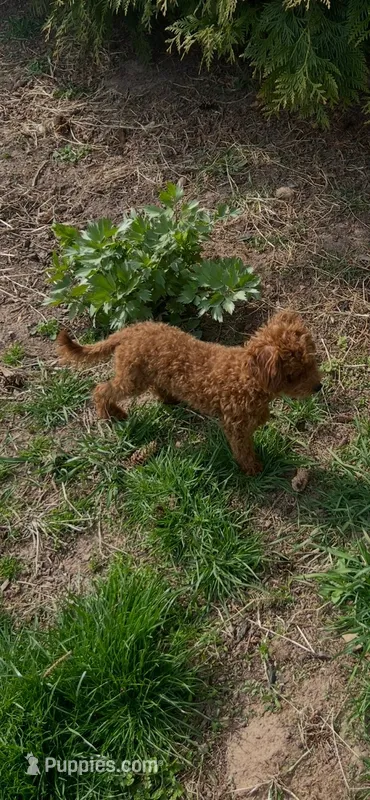 AKC TINY GUY – Poodle - Toy  puppy for sale in Rahway, NJ