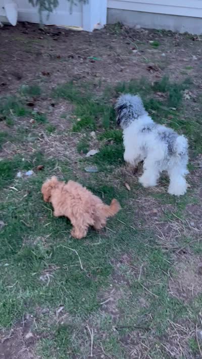 AKC Spy , vaccinated and dewormed , a female Poodle - Toy  for sale in Edison, NJ – 2 of 2