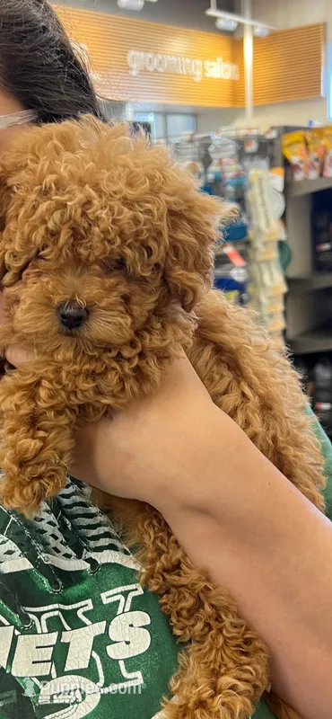 AKC Tiny toy – Poodle - Toy  puppy for sale in Rahway, NJ