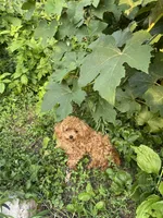 AKC registered fully vaccinated, microchipped , a female Poodle - Toy  for sale in Edison, NJ – 2 of 4