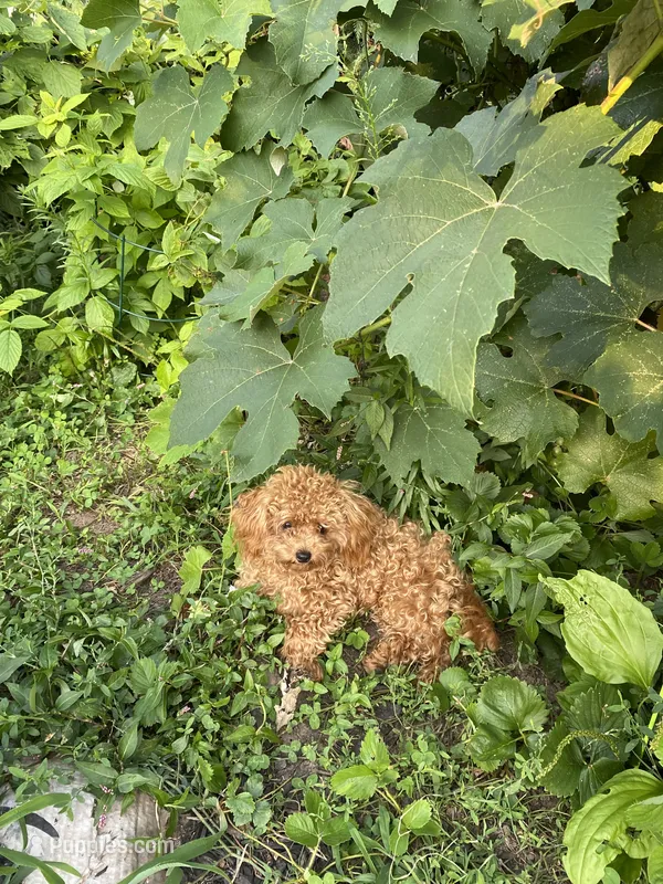 AKC registered fully vaccinated, microchipped  – Poodle - Toy  puppy for sale in Ridgewood, NJ