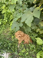 AKC registered fully vaccinated, microchipped , a female Poodle - Toy  for sale in Edison, NJ – 1 of 4