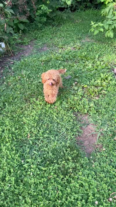 AKC registered fully vaccinated, microchipped , a female Poodle - Toy  for sale in Edison, NJ – 4 of 4