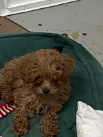 Nina tcup, a female Poodle - Toy  for sale in Rahway, NJ – Photo 2 of 2