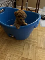 U name it, a male Poodle - Toy  for sale in Rahway, NJ – Photo 2 of 2