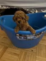 U name it, a male Poodle - Toy  for sale in Rahway, NJ – Photo 1 of 2