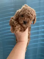 Sold! Next litter coming soon, a male Poodle - Toy  for sale in Rahway, NJ – Photo 1 of 2